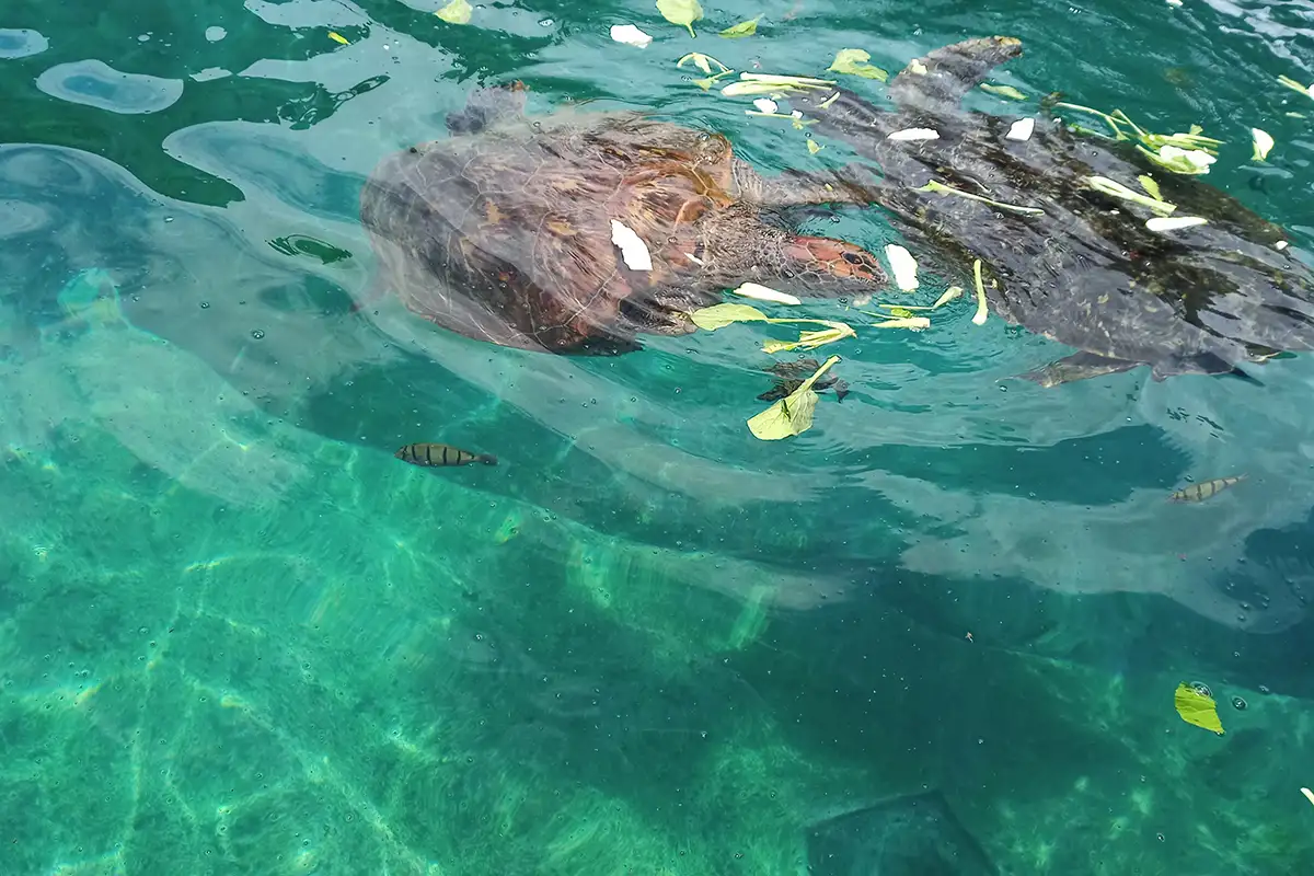 Meereschildkröten beim Fressen