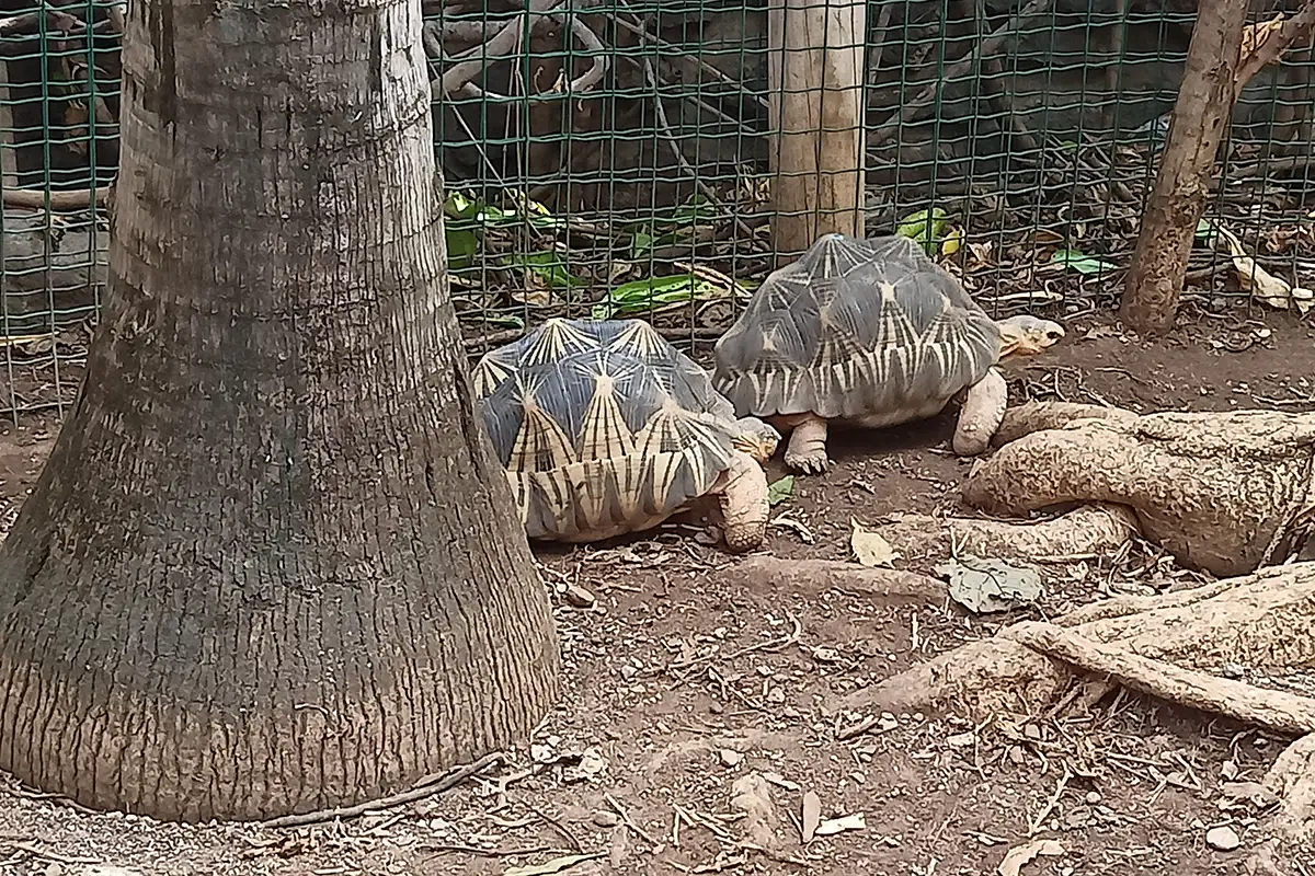 Landschildkröten auf Kelonia