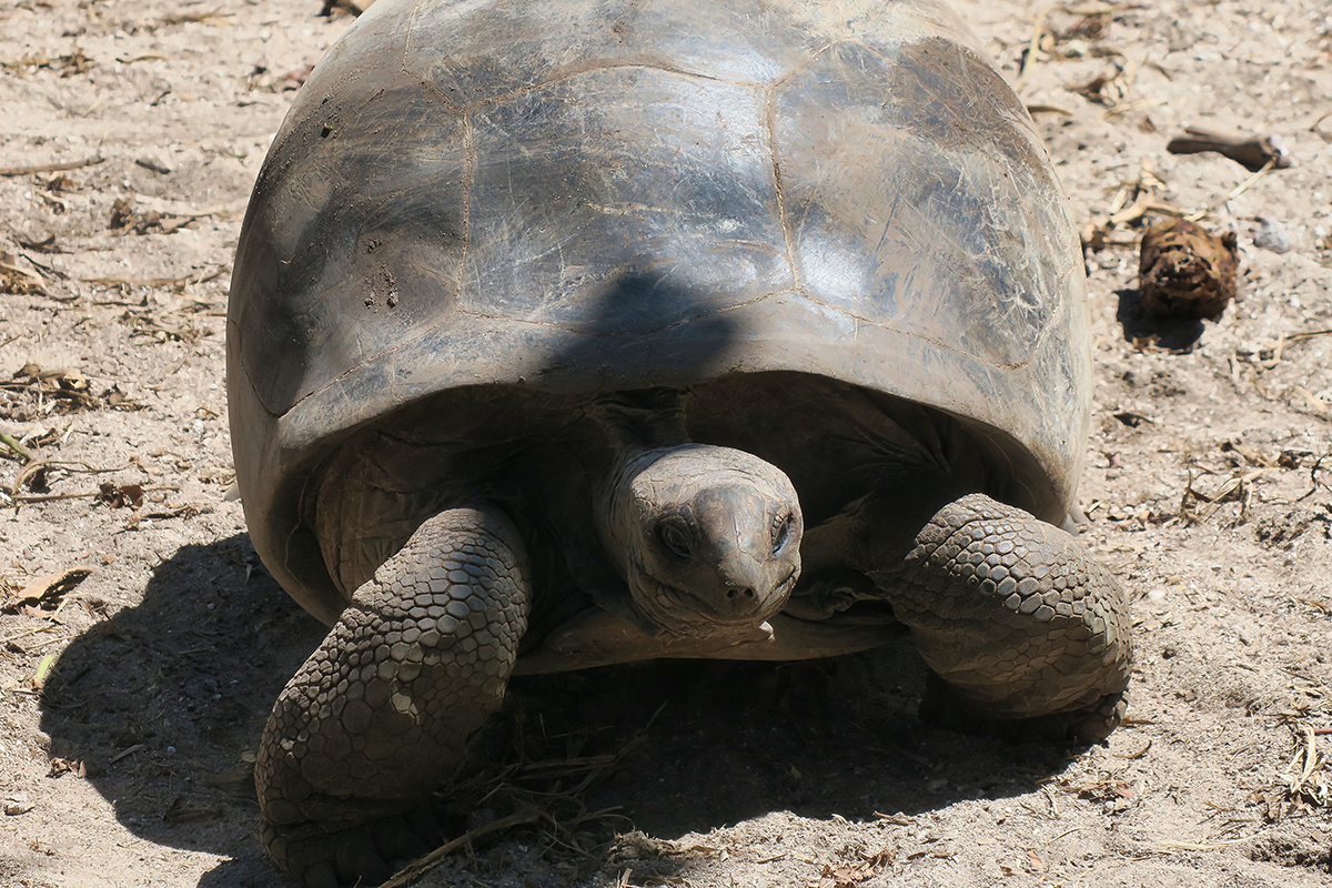 Riesenschildkröte